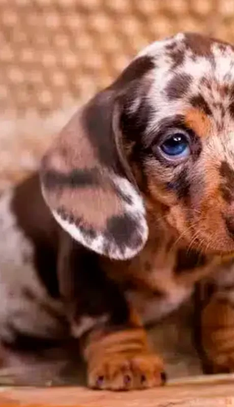 Las razas más pequeñas son las más manipuladoras.