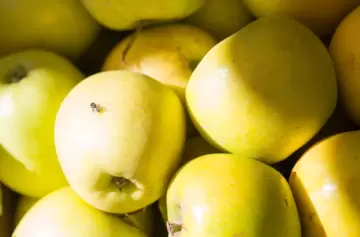 Mosca del Mediterráneo y control de plagas, piden transparencia en los fondos