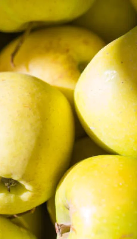 Mosca del Mediterráneo.