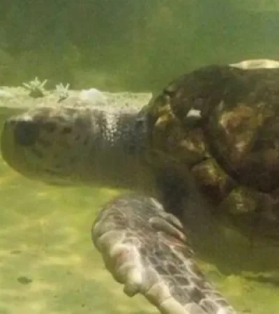 El tortugo Jorge será liberado en el mar.