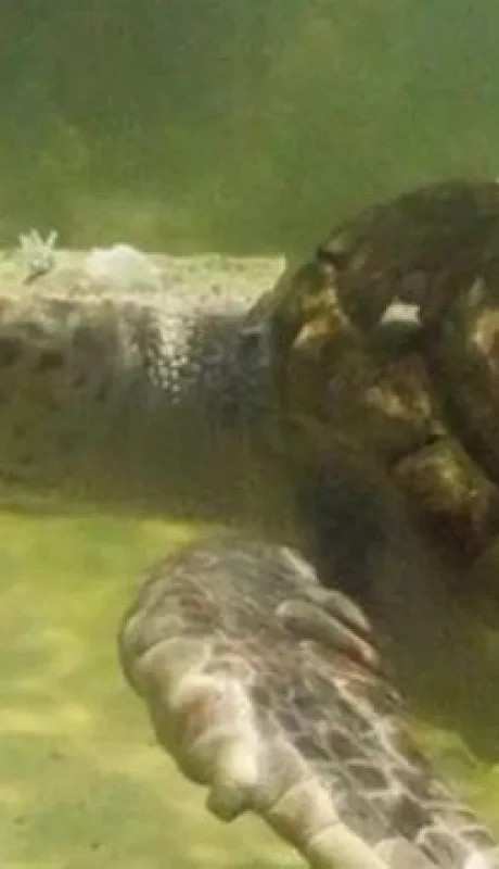 El tortugo Jorge será liberado en el mar.