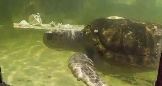 El tortugo Jorge será liberado en el mar.