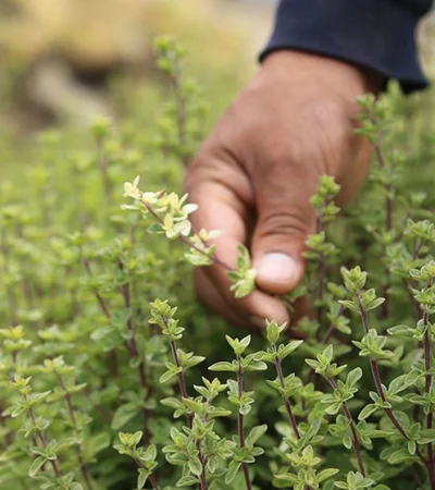 Mendoza marcó un hito mundial con una especia muy querida en San Carlos