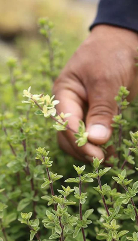 Mendoza marcó un hito mundial con una especia muy querida en San Carlos