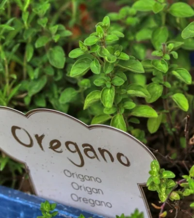 Producción de orégano mendocino.