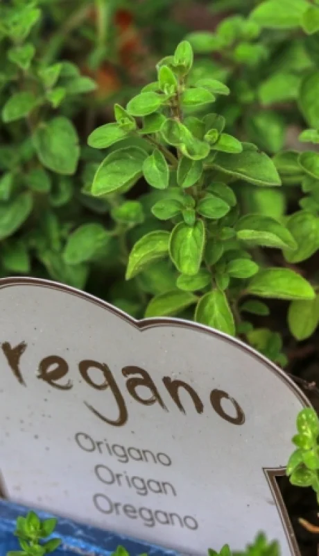 Producción de orégano mendocino.