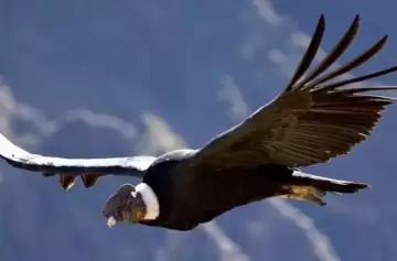 El Cóndor Andino un vuelo sagrado sobre los cielos cordilleranos