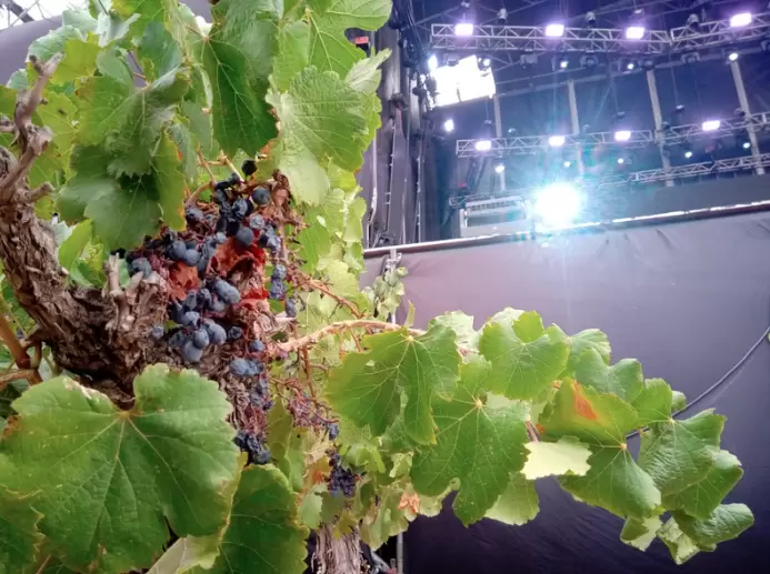 Así quedaron algunos de los racimos de uvas Malbec al pie del escenario de la Fiesta de la Cosecha 2025 en Mendoza.