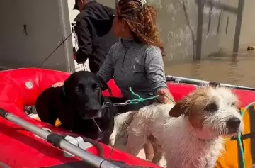 El terrible impacto en las mascotas por la inundación de Bahía Blanca
