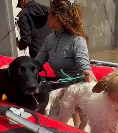 Animales rescatados en Bahía Blanca.