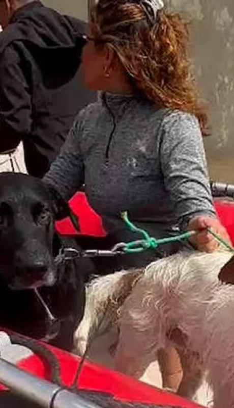 Animales rescatados en Bahía Blanca.