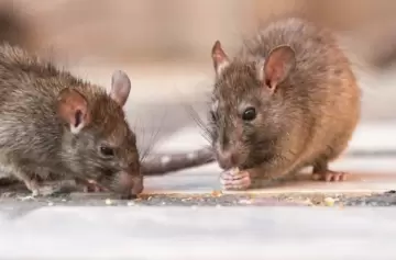 Bariloche: aumentan medidas por hantavirus tras el fallecimiento de una mujer