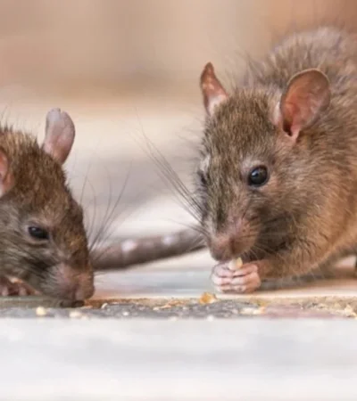 Prevenciones extremas contra el hantavirus