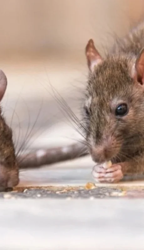 Prevenciones extremas contra el hantavirus