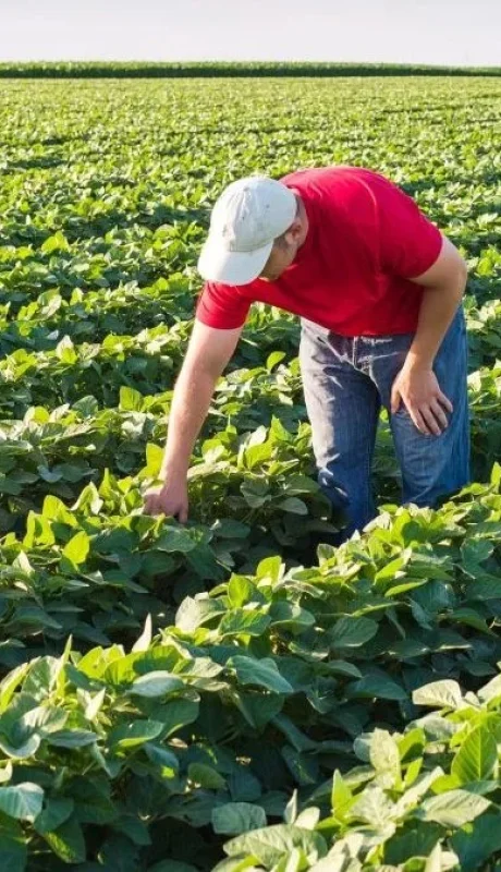 Desregulación de importaciones: ¿oportunidad o amenaza?