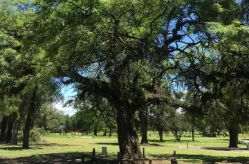 Los árboles de la libertad: sombras de la historia