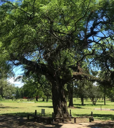 El 'Arbol de La Ramada' se encuentra en Tucumán. (Foto: web)