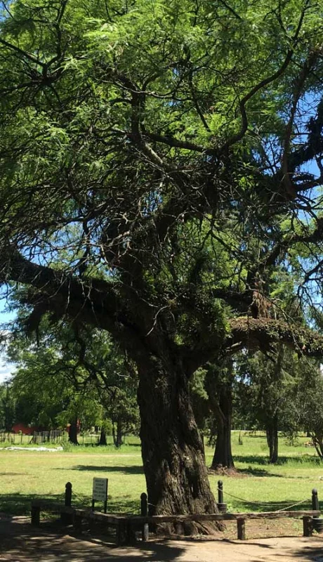 El 'Arbol de La Ramada' se encuentra en Tucumán. (Foto: web)