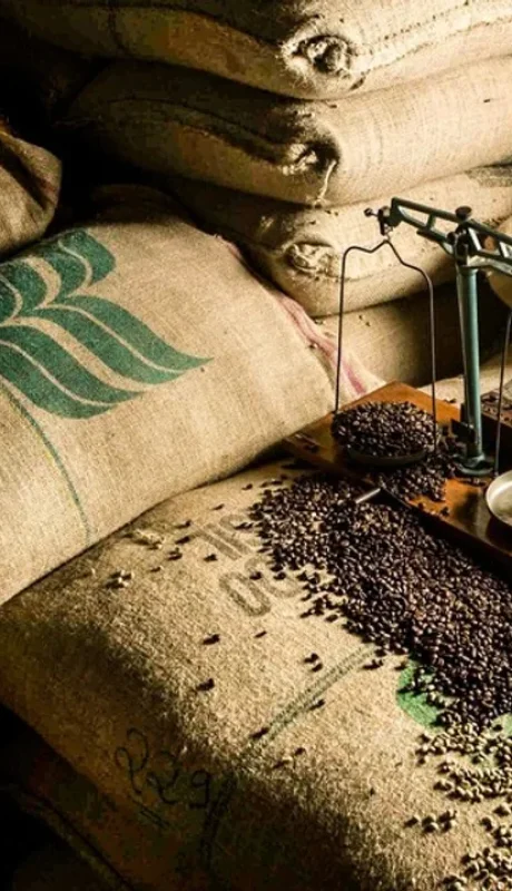 Cada kilo de café en grano equivale a 120 tazas aproximadas; en tanto los paquetes de medio kilo representan 60 tazas.