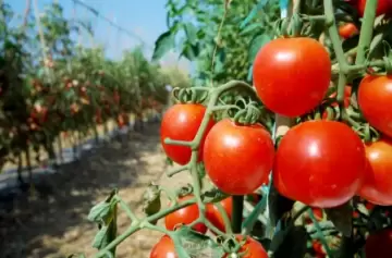 Productores de tomate en alerta por la apertura de importación