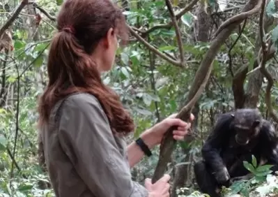 Las termitas son una buena fuente de energía, y para alimentarse de ellas, los primates necesitan sondas delgadas.