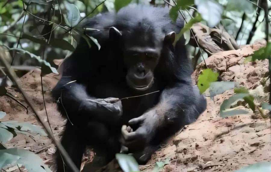 Los resultados son importantes para comprender las habilidades asociadas a la fabricación de herramientas.