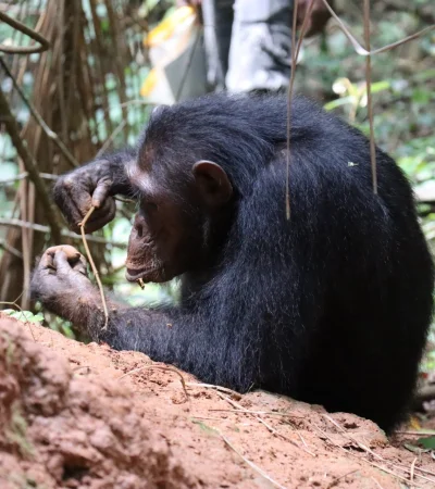 Las observaciones demostraron que los primates conocen lo básico de la física, y han sido capaces de fabricar sus propias herramientas.