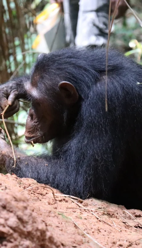 Las observaciones demostraron que los primates conocen lo básico de la física, y han sido capaces de fabricar sus propias herramientas.