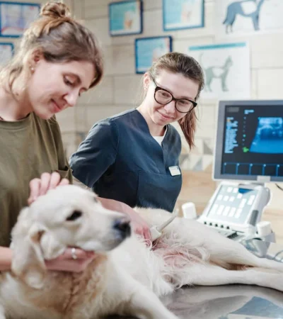 Mendoza tendrá su primer hospital público veterinario