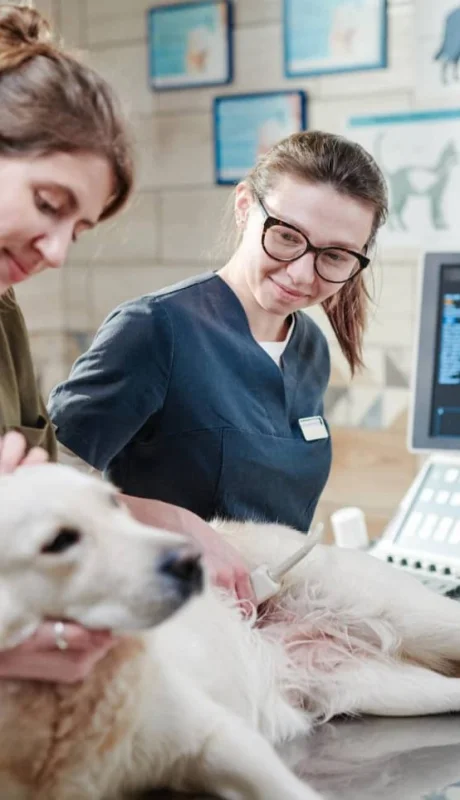 Mendoza tendrá su primer hospital público veterinario