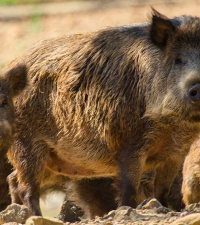 El animal es muy poderoso y su ataque puede resultar fatal.
