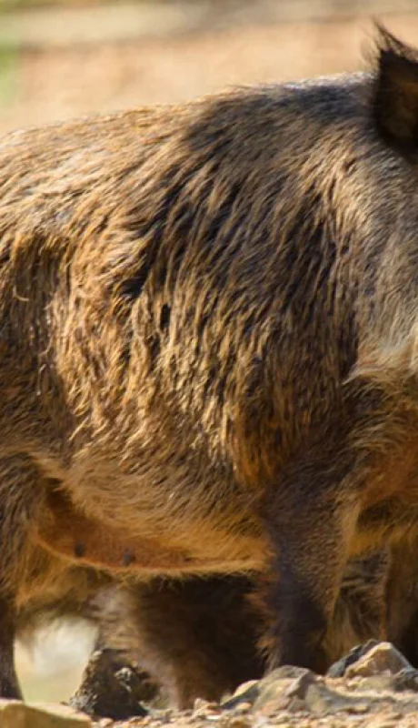 El animal es muy poderoso y su ataque puede resultar fatal.