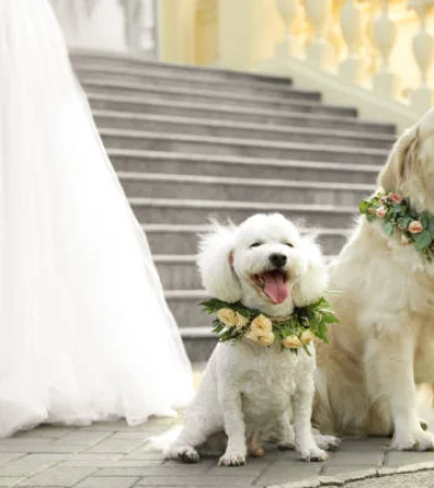En Nueva York los perros pueden ser testigos de bodas.