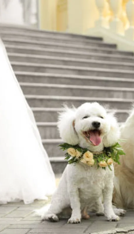 En Nueva York los perros pueden ser testigos de bodas.
