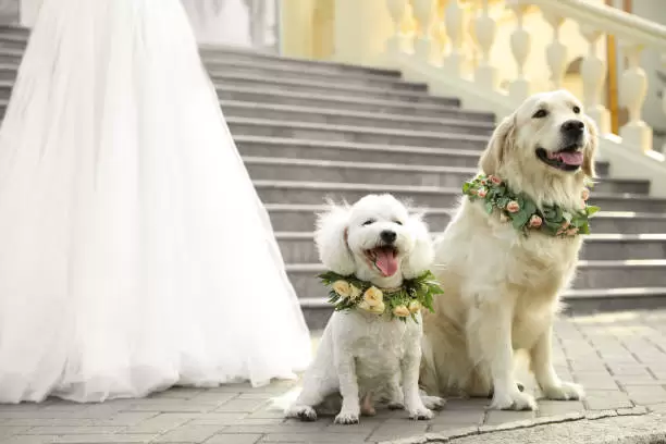 En Nueva York los perros pueden ser testigos de bodas.