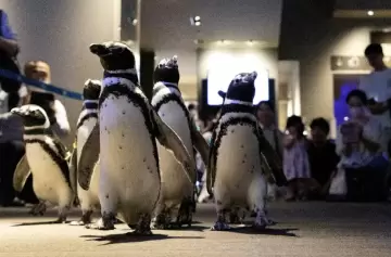 Las Islas Malvinas quedan envueltas en una sátira de los opositores de Trump