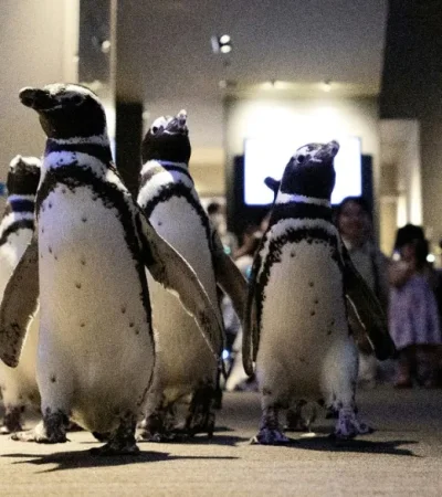 Una sátira de los opositores a Trump y su ofensiva de aranceles, terminó inmiscuyendo a la sentida perla austral argentina.