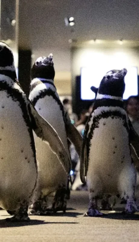 Una sátira de los opositores a Trump y su ofensiva de aranceles, terminó inmiscuyendo a la sentida perla austral argentina.