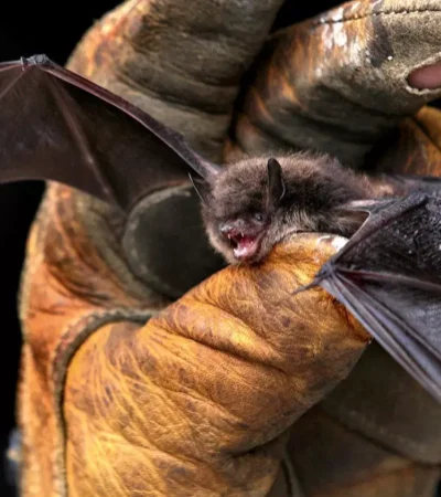 Los murciélagos a menudo se consideran los vectores para muchos virus mortales que afectan a los humanos, incluidos el Ébola, la rabia y el COVID-19.