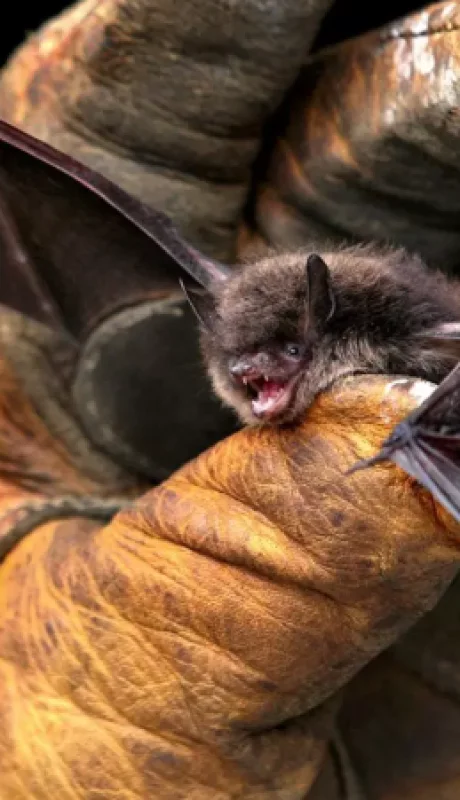 Los murciélagos a menudo se consideran los vectores para muchos virus mortales que afectan a los humanos, incluidos el Ébola, la rabia y el COVID-19.