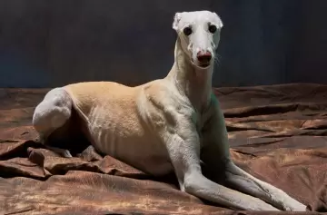 Conocé al verdadero Fórmula 1 del mundo canino que arrasa en redes