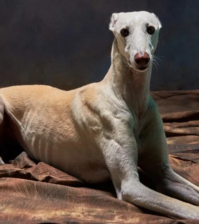 Conocé al verdadero Fórmula 1 del mundo canino que arrasa en redes