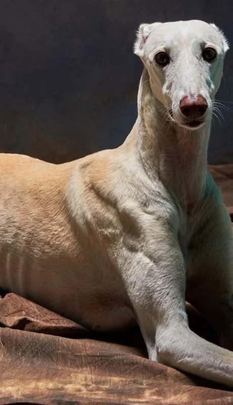 Conocé al verdadero Fórmula 1 del mundo canino que arrasa en redes