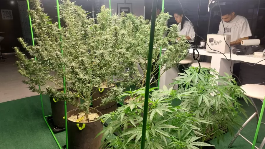 Mendocann 2025. Espacio Arizu.