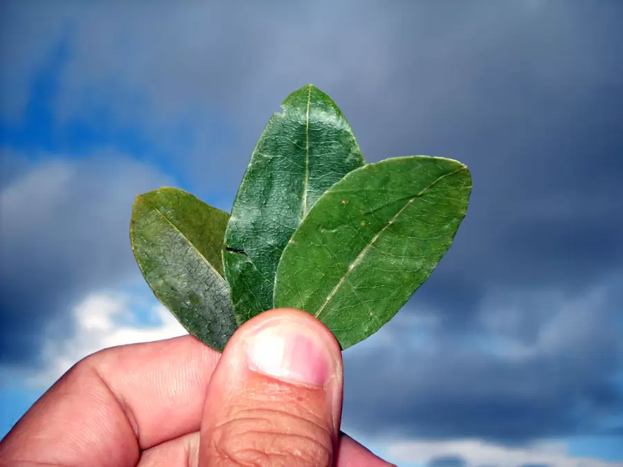 Hojas de coca