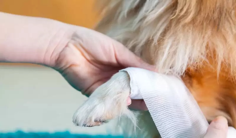 Las heridas deben ser bien atendidas con el fin de evitar posibles infecciones en las mascotas.