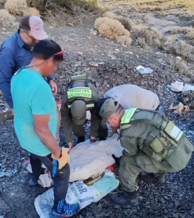 Hallan los restos fósiles de un ictiosaurio.