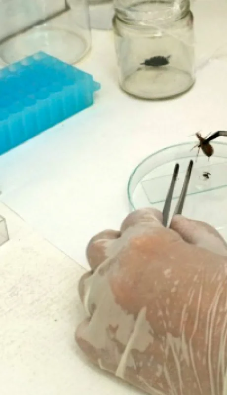 La enfermedad de Chagas a menudo se describe como una "enfermedad silenciosa y silenciada", ya que la mayoría de las personas infectadas no presentan