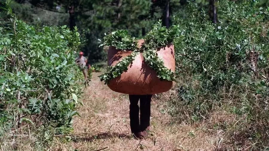 Según algunos registros oficiales, en la época de la cosecha hay más de 25.000 trabajadores afectados a la producción de yerba mate.