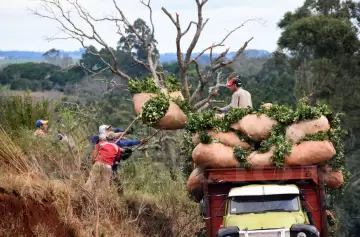 El Gobierno liberó la industria de la yerba mate y los pequeños productores reaccionaron